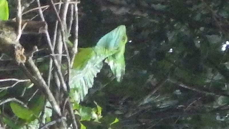 CR Duering 042Tortuguero 45