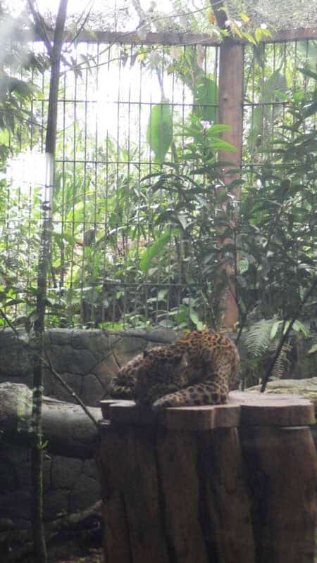 CR Duering 120LaPaz Waterfall Gardens 2323