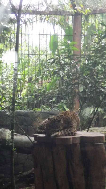 CR Duering 120LaPaz Waterfall Gardens 2323