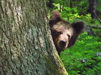 Kvarner ravna gora baer in gorski kotar