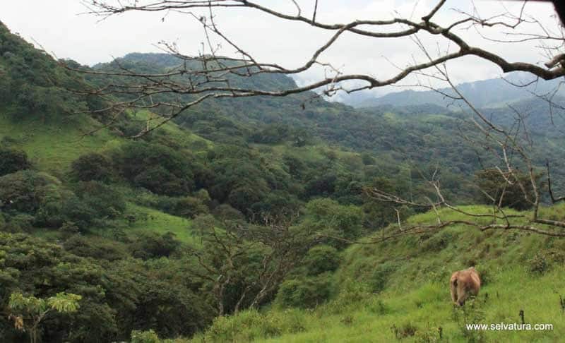SELVATURA 1