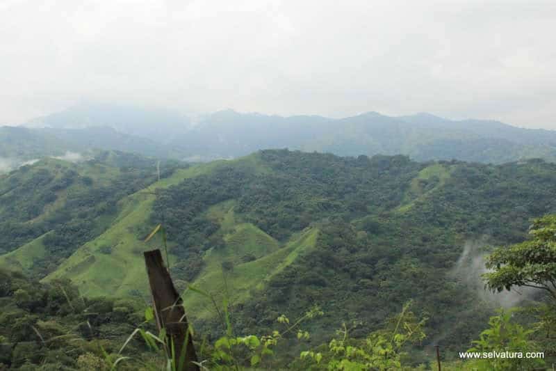 SELVATURA 5