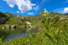 Kräuter und Blumenparadies c TVB Obertauern