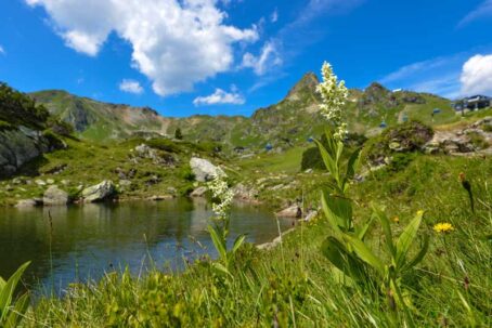 Kräuter und Blumenparadies c TVB Obertauern