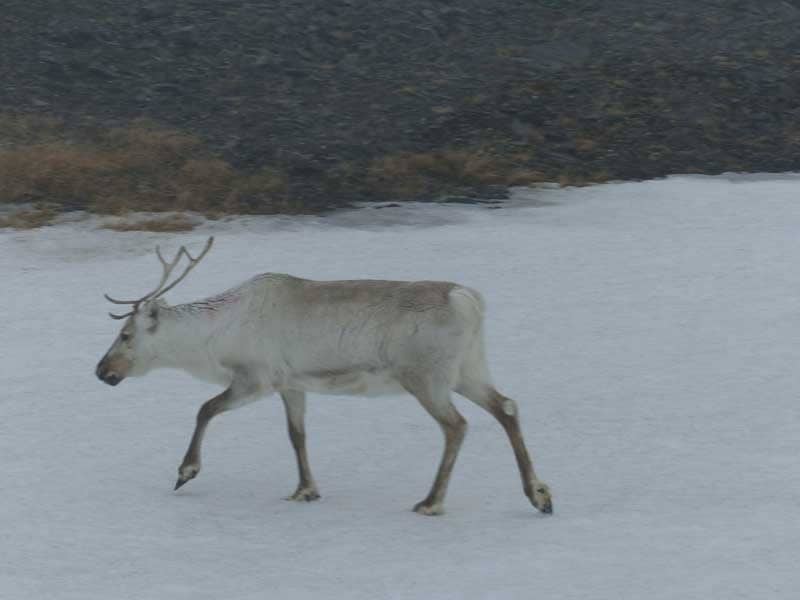 Hurtigruten ©Duering 066