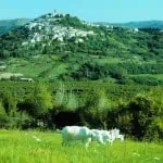 Kroatien-Motovun_Ivo-Pervan_CNTB