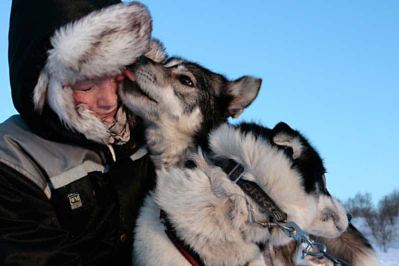 ©Hurtigruten Husky bei Kirkenes