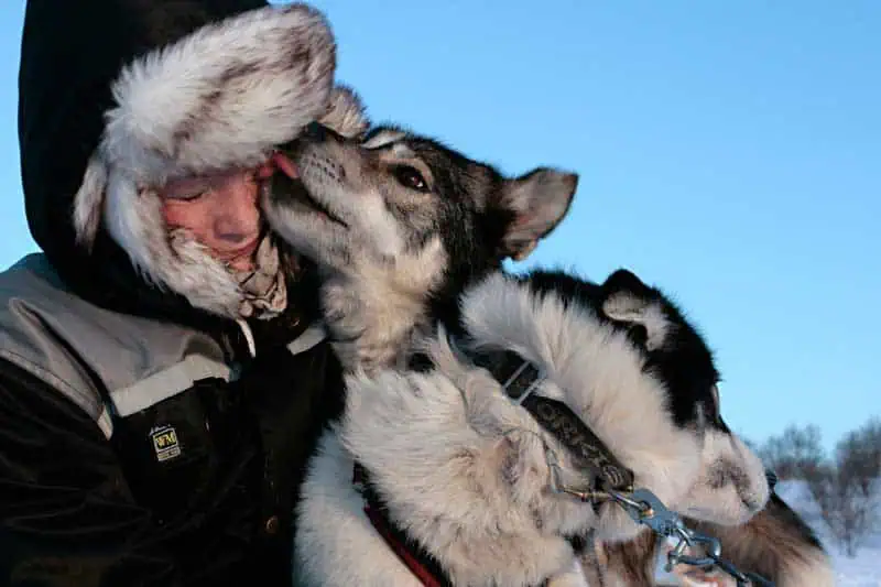 ©Hurtigruten Husky bei Kirkenes