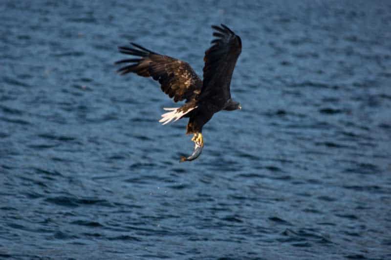 ©Hurtigruten Seeadler