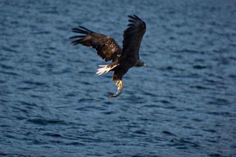 ©Hurtigruten Seeadler