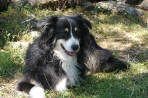 Bailey 2012