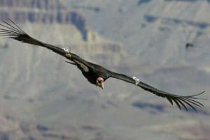 Arizona Grand Canyon chris parish