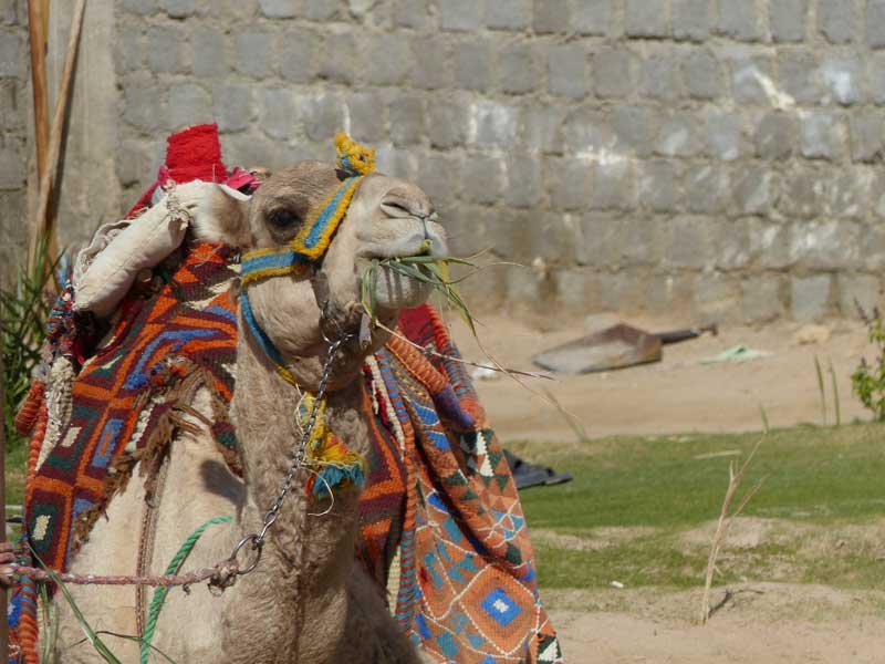 Aegypten Hurghada 061 ©Duering