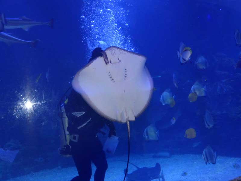 Aegypten Hurghada 076 ©Duering