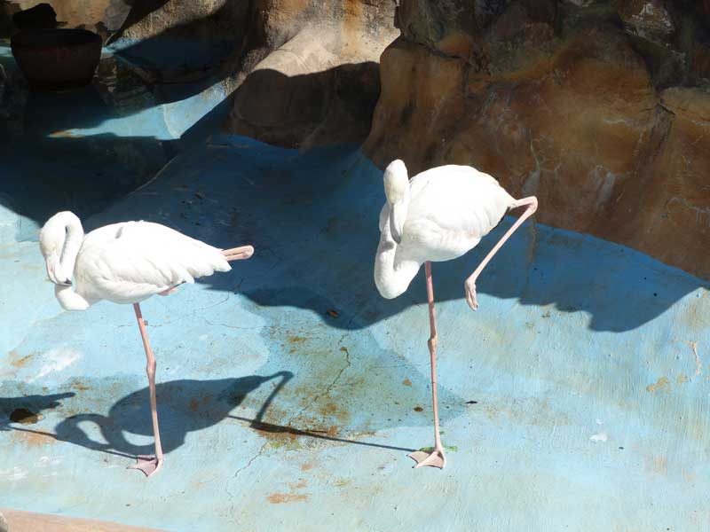 Aegypten Hurghada 084 ©Duering