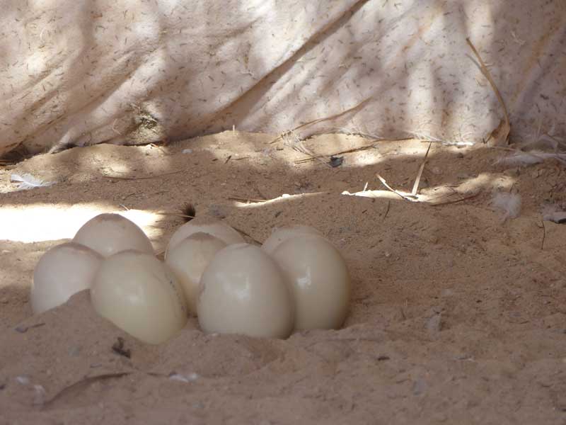 Aegypten Hurghada 085 ©Duering