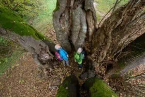 Die-Tassilolinde-in-Wessobrunn-©Wehn-TV-Pfaffenwinkel