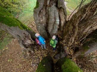 Die Tassilolinde in Wessobrunn ©Wehn TV Pfaffenwinkel