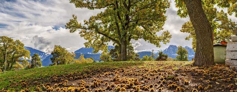 Kastanienbäume im Sommer ©Wolfgang Gafriller TVB Region Klausen