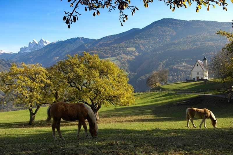 Pferde beim Grasen ©Helmuth Rier TVB Region Klausen