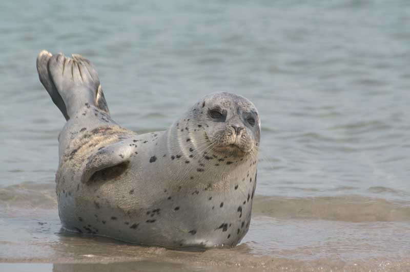 seehund auf helgoland ©tanja weinekoetter wwwnordseetourismusde