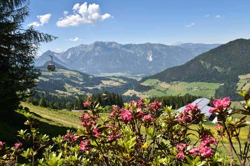 Almrosenblüte im Alpbachtal ©Alpbachtal Seenland Tourismus