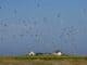 Hamburger Hallig ©Stocklknsh