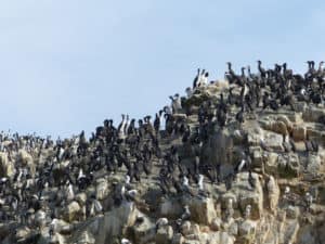 Ballestas Inseln Peru ©Duering 175