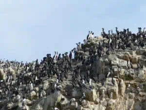 Ballestas Inseln Peru ©Duering 175