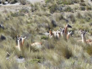 Hochebene Pampa de Toccra Peru ©Duering 260