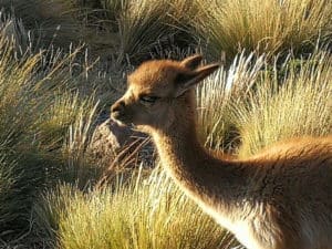 Hochebene Pampa de Toccra Peru ©Duering 421