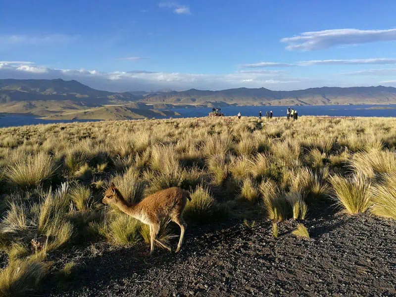 Hochebene Pampa de Toccra Peru ©Duering 425
