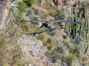 Kreuz des Kondors Colca Tal Peru ©Duering 38326