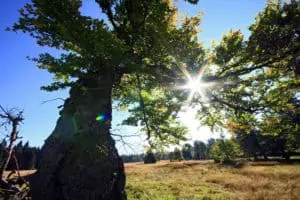 Bayrischer-Wald ©G Dengler