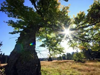 Bayrischer Wald ©G Dengler