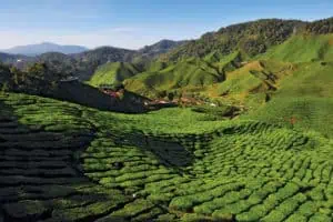 Malaysia Teeplantage Cameron Highlands