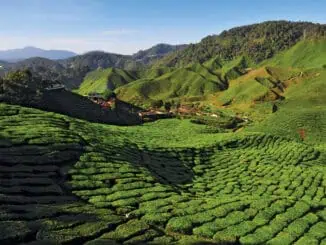 Malaysia Teeplantage Cameron Highlands