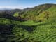 Malaysia Teeplantage Cameron Highlands