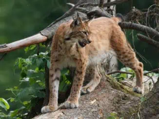 ©Tourismusverband Ostbayern