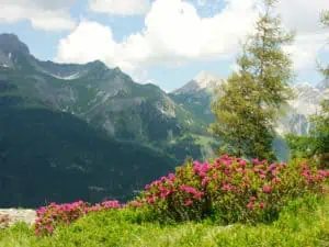 Ein Meer aus Alpenrosen ©TVB-St.Anton am Arlberg Christian Schranz