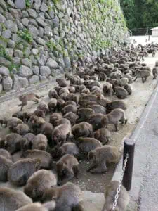 026 Japan ©Detlef Duering