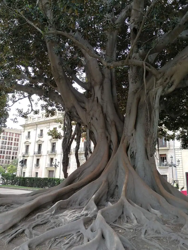 Valencia Interrail ©Detlef Düring 129