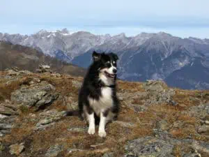 Mit Hund auf dem Berg Serfaus-Fiss-Ladis ©Detlef Düring