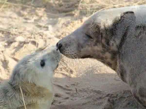 Robbenmutter mit ihrem pup ©Visit North-Norfolk