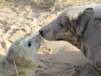 Robbenmutter mit ihrem pup © Visit North Norfolk