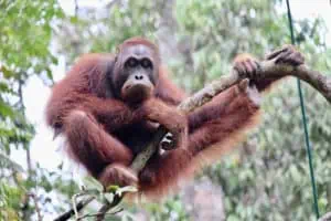 Penang Orang-Utan © Malaysia