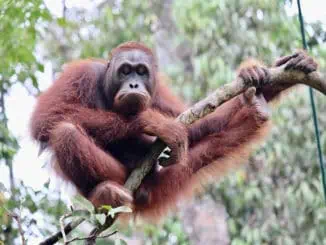 Penang Affe © Malaysia