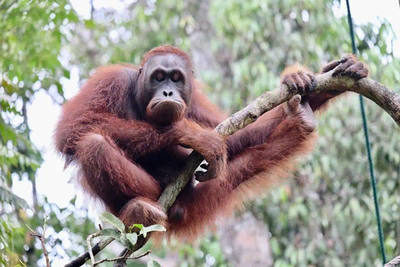 Penang Affe © Malaysia