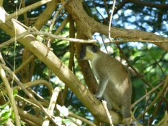 Barbados ©Detlef Duering 137