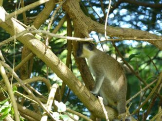 Barbados ©Detlef Duering 137